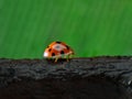 Ladybug on tree Royalty Free Stock Photo