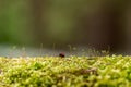 ladybug on a tree trunk covered with moss and small plants Royalty Free Stock Photo