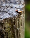 A ladybug on a treestump