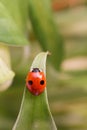 Ladybug with two dots sitting on a leaf Royalty Free Stock Photo