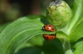 Ladybug4 Royalty Free Stock Photo