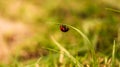 Ladybug under a blade of grass Royalty Free Stock Photo