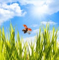 Ladybug under blue sky Royalty Free Stock Photo
