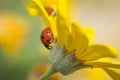 Ladybug upside down Royalty Free Stock Photo