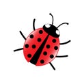 Ladybug, vector illustration isolated on white background Royalty Free Stock Photo