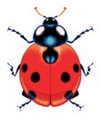 Ladybug top view, vector isolated animal Royalty Free Stock Photo