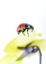 Ladybug on a violae flower
