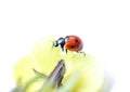 Ladybug on a violae flower