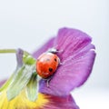 Ladybug on a violae flower