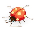 Ladybug vocabulary part of body