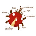 Ladybug vocabulary part of body.vector