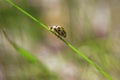 Ladybug walk on a diagonal grass thread Royalty Free Stock Photo