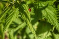 ladybug walk on the nettle Royalty Free Stock Photo