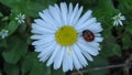 Ladybug walking on a daisy flower