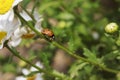 Ladybug walking on a daisy stem side view Royalty Free Stock Photo