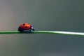 Ladybug walking on grass