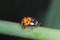 Ladybug walking on a green stick