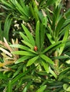 Ladybug walking on a leaf