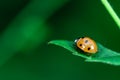 Ladybug walking on a leaf, Coccinellidae, Arthropoda, Coleoptera, Cucujiformia, Polyphaga Royalty Free Stock Photo