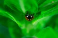 Ladybug walking on a leaf, Royalty Free Stock Photo