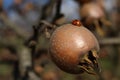 Ladybug walking on meddler Royalty Free Stock Photo