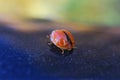 Ladybug walking on a smooth surface