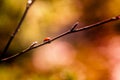 Ladybug walking on spring tree branch Royalty Free Stock Photo