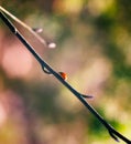 Ladybug walking on spring tree branch Royalty Free Stock Photo