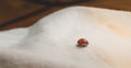 Ladybug walking on a textile landscape