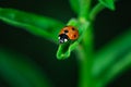 Ladybug walking on the top of a leaf, Coccinellidae, Arthropoda, Coleoptera, Cucujiformia, Polyphaga Royalty Free Stock Photo