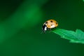 Ladybug walking on top of a leaf, Coccinellidae, Arthropoda, Coleoptera, Cucujiformia, Polyphaga Royalty Free Stock Photo