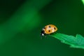 Ladybug walking on top of a leaf, Coccinellidae, Arthropoda, Coleoptera, Cucujiformia, Polyphaga Royalty Free Stock Photo