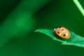 Ladybug walking on top of a leaf, Coccinellidae, Arthropoda, Coleoptera, Cucujiformia, Polyphaga Royalty Free Stock Photo