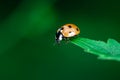 Ladybug walking on top of a leaf, Coccinellidae, Arthropoda, Coleoptera, Cucujiformia, Polyphaga Royalty Free Stock Photo
