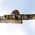 Ladybug walking on tree branch. Red insect with black dots on blue white background. Microphotography Royalty Free Stock Photo