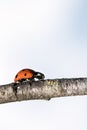 Ladybug walking on tree branch. Red insect with black dots on blue white background. Microphotography Royalty Free Stock Photo