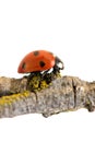 Ladybug walking on tree branch. Red insect with black dots on white background. Microphotography