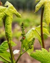 Ladybug on bunches of grapes in spring. Sustainable agriculture