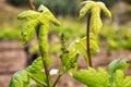 Ladybug on bunches of grapes in spring. Sustainable agriculture