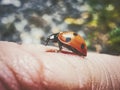Ladybug walkingn my finger Royalty Free Stock Photo