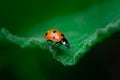 Ladybug walks on the edge of a leaf, Coccinellidae, Arthropoda, Coleoptera, Cucujiformia, Polyphaga Royalty Free Stock Photo
