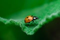 Ladybug walks on the edge of a leaf, Coccinellidae, Arthropoda, Coleoptera, Cucujiformia, Polyphaga Royalty Free Stock Photo