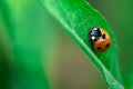 Ladybug walks up on the edge of a leaf, Coccinellidae, Arthropoda, Coleoptera, Cucujiformia, Polyphaga Royalty Free Stock Photo