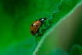 Ladybug walks up on the edge of a leaf, Coccinellidae, Arthropoda, Coleoptera, Cucujiformia, Polyphaga Royalty Free Stock Photo