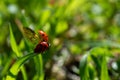 Ladybug wants to take off from a blade of grass