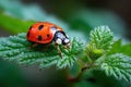 Ladybug with Water Droplets on Green Leaf Royalty Free Stock Photo