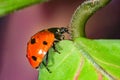 Ladybug with water drops slides from a leaf on a stalk Royalty Free Stock Photo