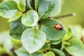 Ladybug on wet lilac leaves... Royalty Free Stock Photo