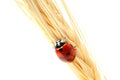 Ladybug on wheat Royalty Free Stock Photo