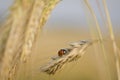 Ladybug on wheat Royalty Free Stock Photo